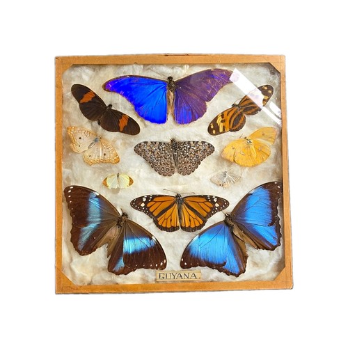 Vintage mounted butterfly - mounted, &