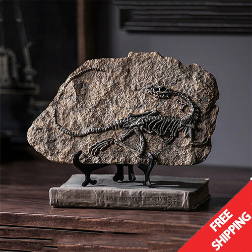 Real sinosauropteryx fossil - sinosauropteryx,