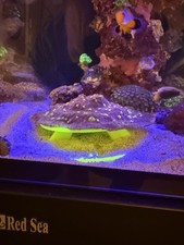 Montipora/Coral Stand