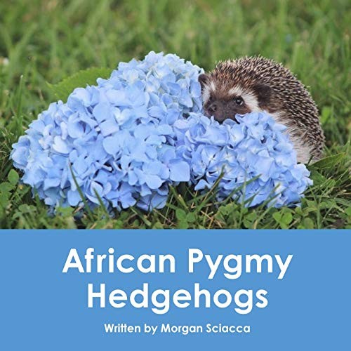 African pygmy hedgehogs - african, hedgehogs.by