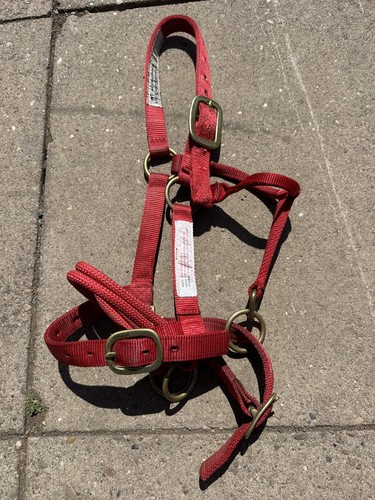 Monty roberts red - monty,
