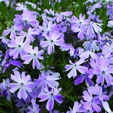 Phlox plug plants - phlox, pink