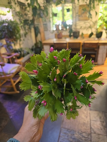 Christmas cactus - christmas,