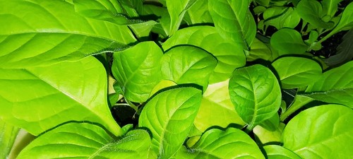 Amber leaf plant plugs - amber,
