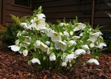 Helleborus orientalis white