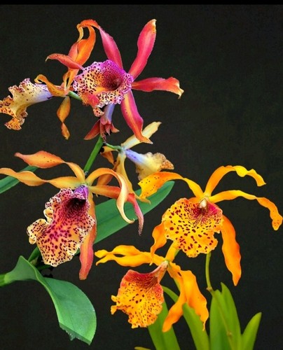 Cattleya frances fox - frances, fox.