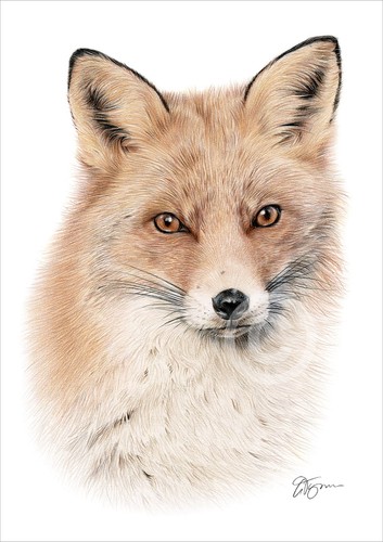Red fox colour pencil drawing - red,