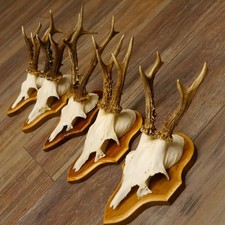 Deer Antlers 5 Pieces Roe Deer