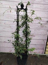 Climbing Jasminum 5L Pot Scented Jasmine Fragrant White Flowers Garden Plant