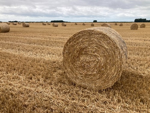 Round bale wheat - ft,