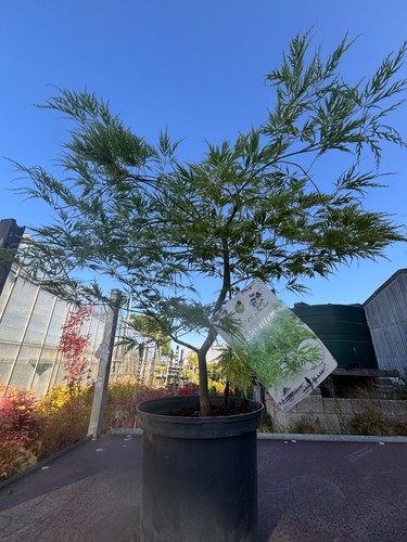 Acer palmatum dissectum - palmatum,