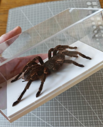 Tarantula specimen display - tarantula,