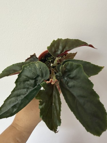 Begonia ginny galaxy - begonia,