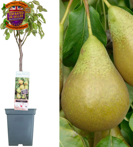 Patio fruit tree collection - patio,