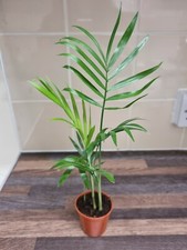 Parlour Palm plant x4 well rooted stems - Chamaedorea Elegans - Houseplant