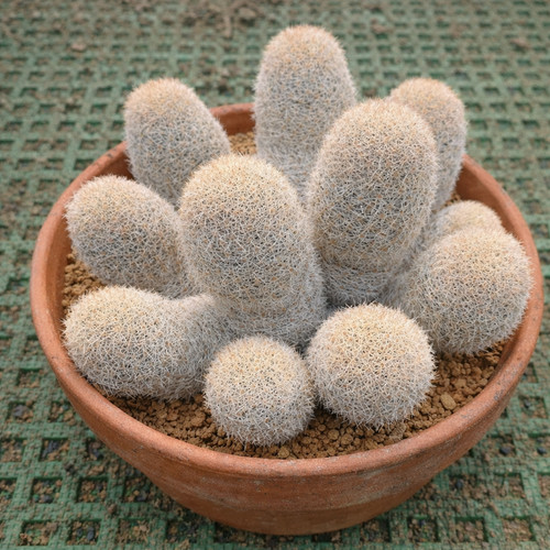 Mammillaria magallanii seeds - mammillaria,