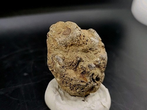 Real fossil dinosaur egg embro - real,