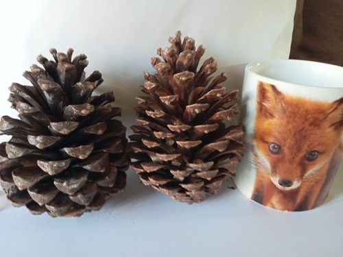 Natural large pine cones - large,