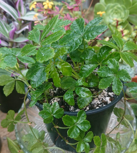 Cissus striata indoor - cissus, |