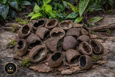 Palm Pod Half  Blackwater