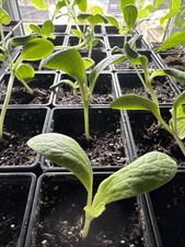 Pumpkin Jack O'Lantern Plug