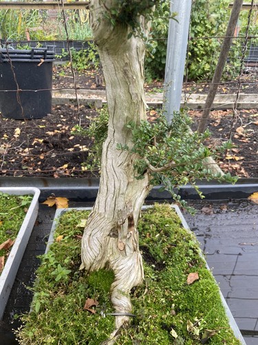 Honey suckle bonsai tree - honey,