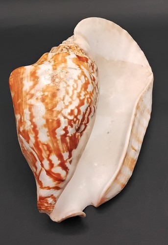 Seashell large natural - seashell,