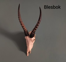 Blesbok Skull, Taxidermy