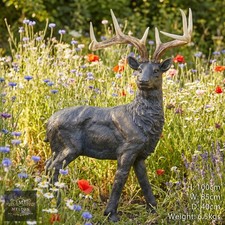 Large Proud Stag & Antlers