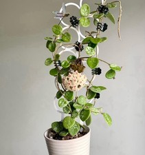 Hoya Mathilde Potted Rooted Actively Growing Plant Indoor House Plant