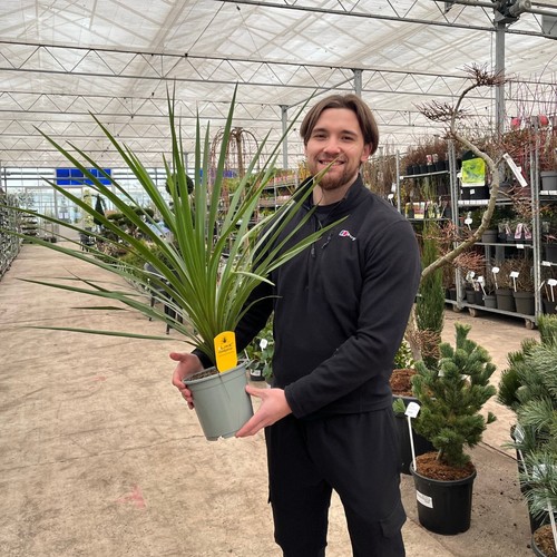 Cordyline australis large - cordyline, |