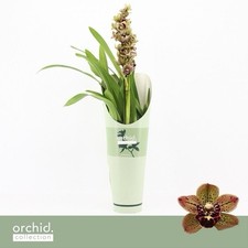 Cymbidium Magic Vogel (P14) 