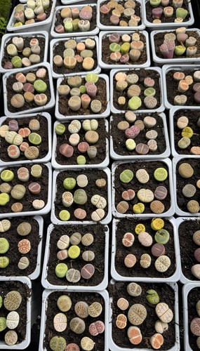 Colourful lithops 9 living - -,