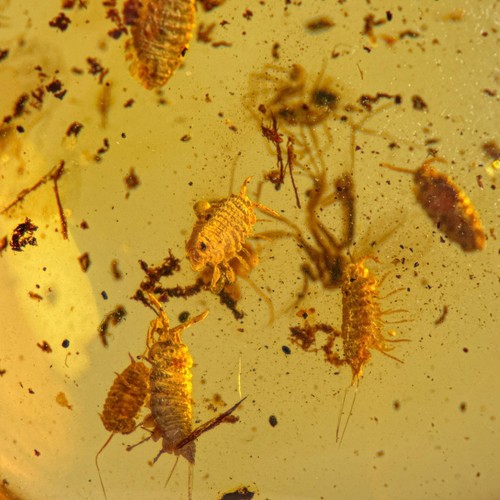 Isopods burmese burmite - /,