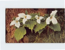 Postcard White Trillium