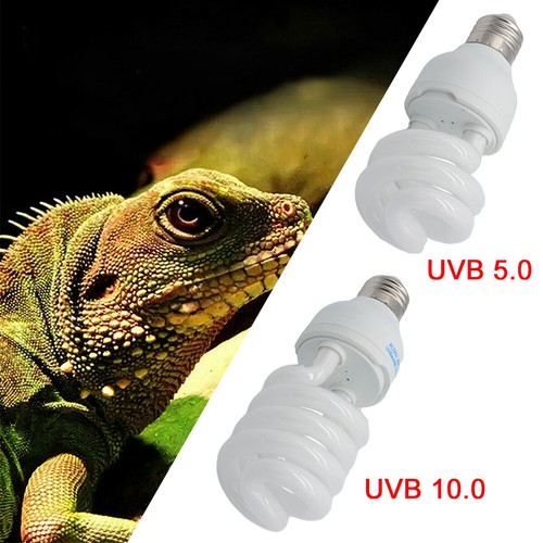 Pet screw bulb plant reptile - screw,