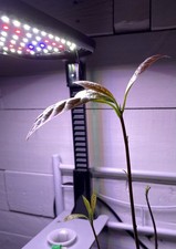 Avocado Tree Seedling - Live