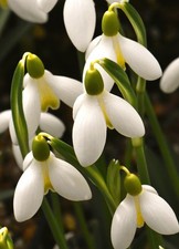 Galanthus 'Mother Goose' Snowdrop