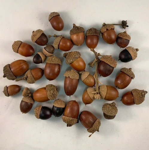 Natural white oak - white, acorns