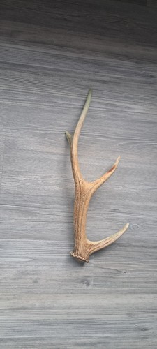 Natural shed sika deer - natural,