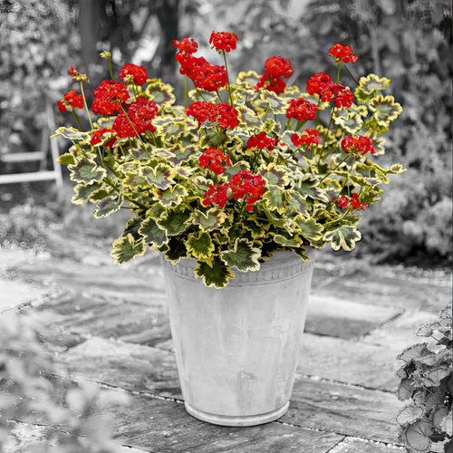 Pelargonium mrs pollock rhs - pelargonium,