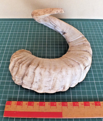 Welsh sheep horn - welsh,