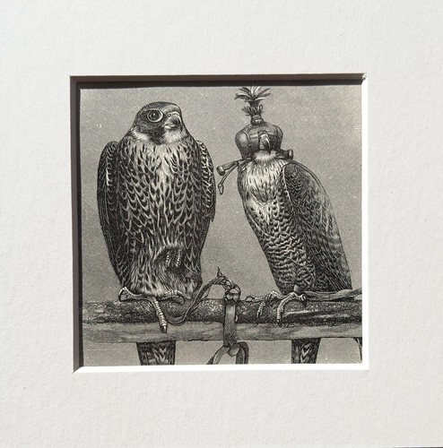 Peregrines falcon bird print - peregrines,