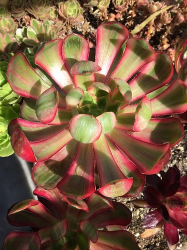 Aeonium voodoo silk - voodoo,