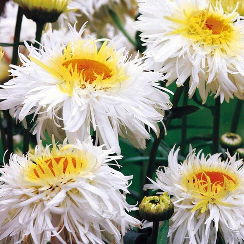 Leucanthemum crazy daisy - daisy,, hp
