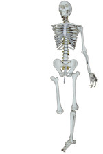 Vintage Human Skeleton Life Size Medical Grade Anatomy Model Anatomical Skeleton