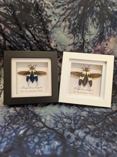 Red Speckled Jewel Beetle (Chrysochroa buqueti)Entomology Shadow Box Frame