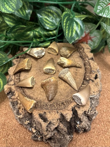 Mosasaurus teeth fossils - 3x,