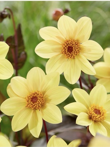 Dahlia mignon yellow bulbs - dahlia,