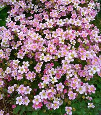 2× Saxifraga × arendsii